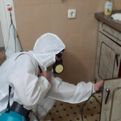 Дезинфекция от муравьев в квартире в Видном